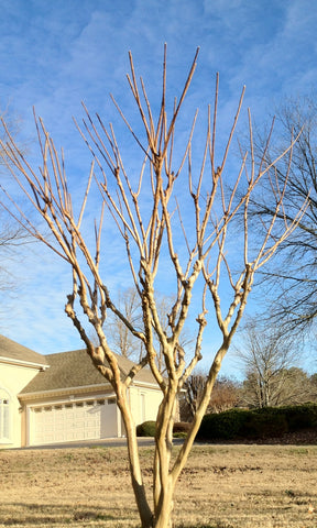 crape myrtle pruning