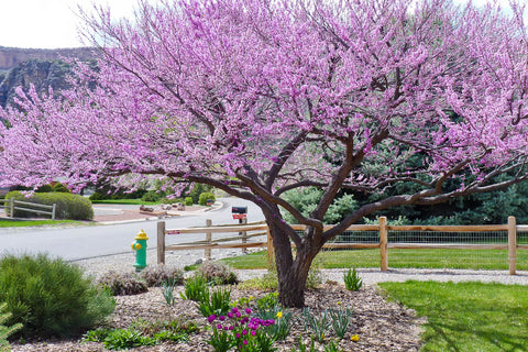 Eastern Redbud in the landscape.