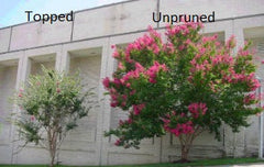 pruned-vs-topped-crape-myrtle