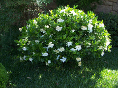 frost-proof-gardenia