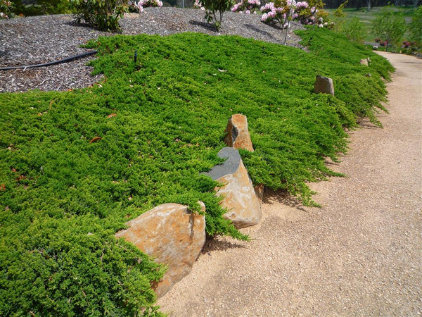 junipers-on-a-hillside