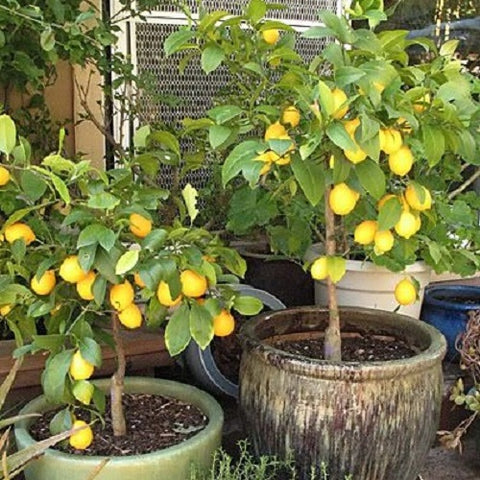 meyer-lemon-tree