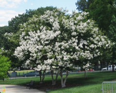 White Crape Myrtle Tree