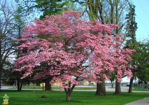 Pink flowering dogwood tree