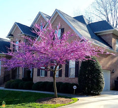 Eastern Redbud Tree in bloom