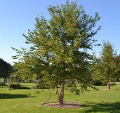 river-birch-tree