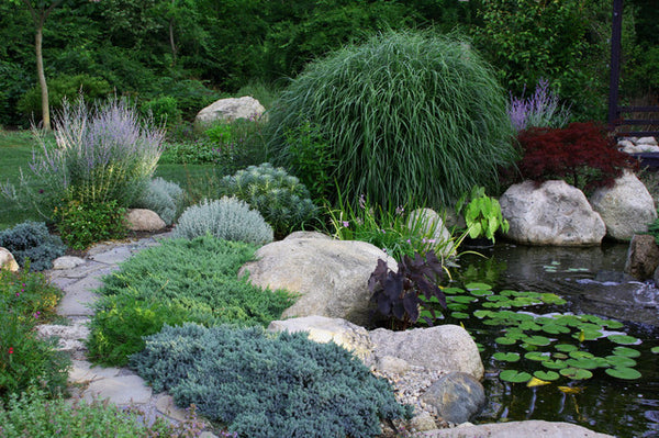 Junipers in a rock garden landscape