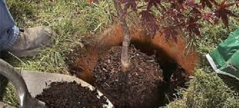 transplanting a tree in the fall