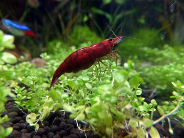 bright shrimp
