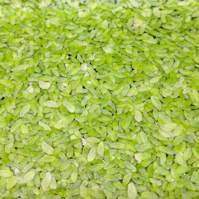 duckweed