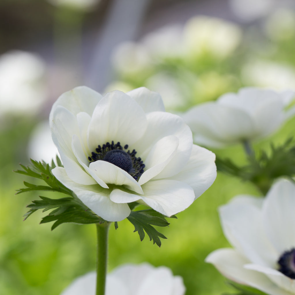 18 Plants With Stunning White and Black Flowers
