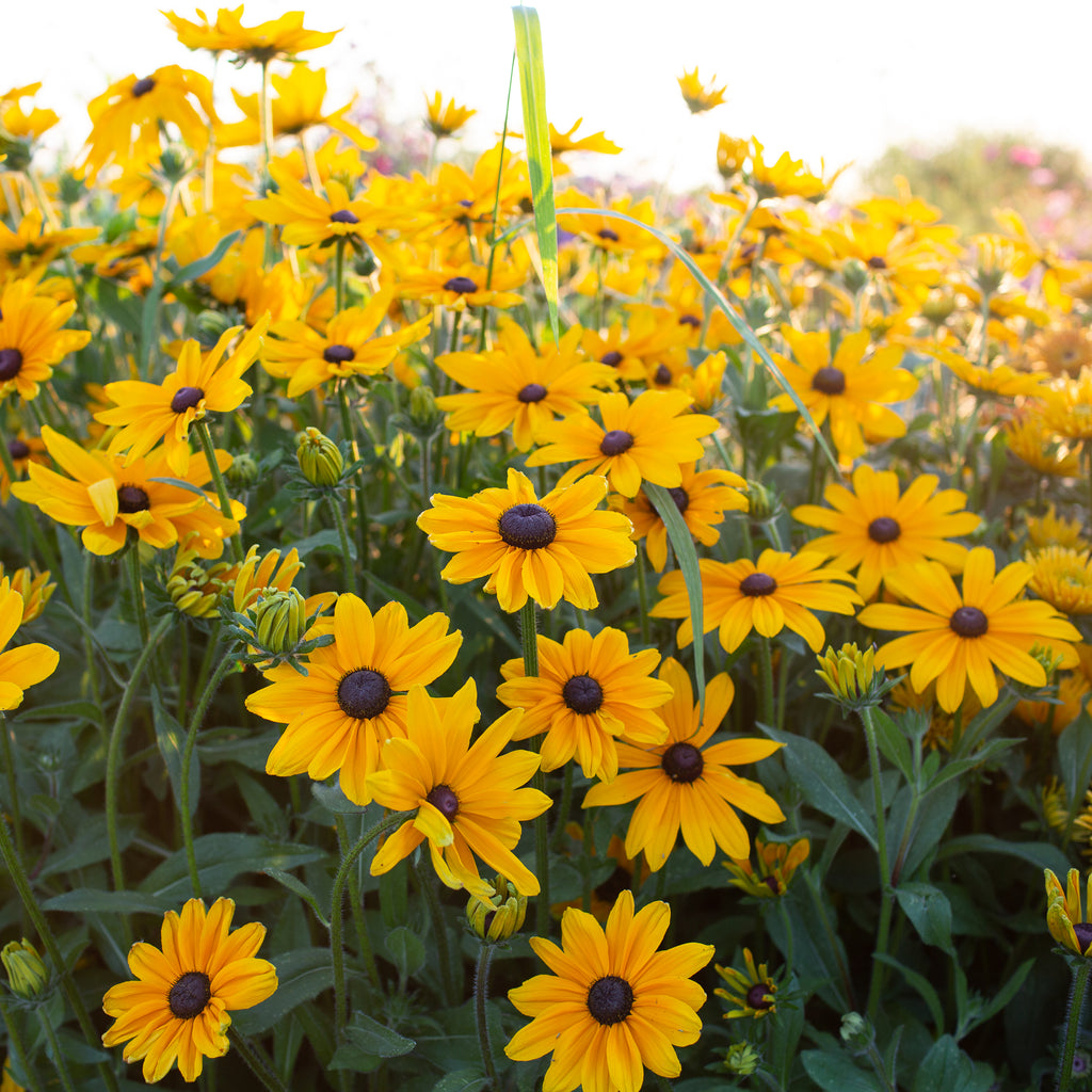 Black Eyed Susan Indian Summer – Floret Flower Farm