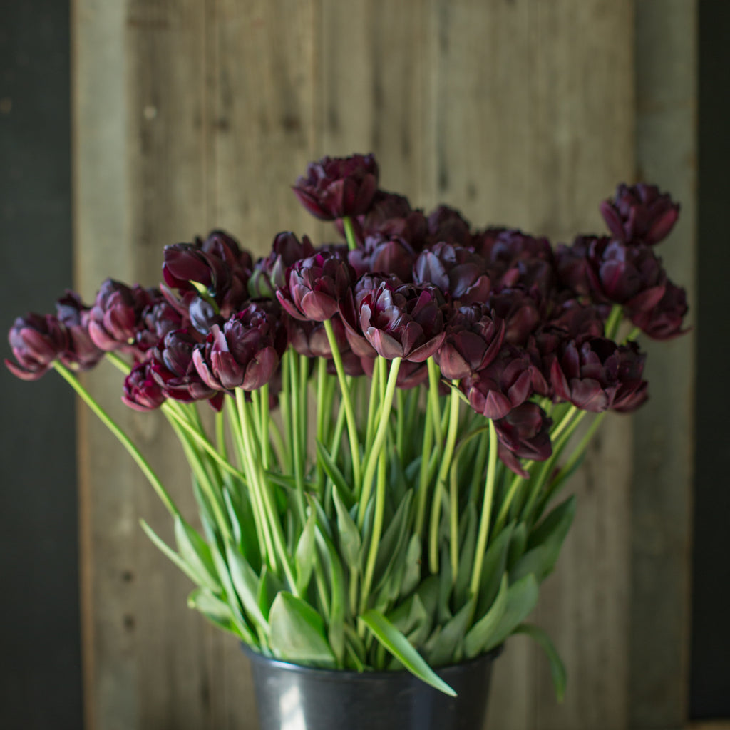 Tulip Black Hero – Floret Flower Farm