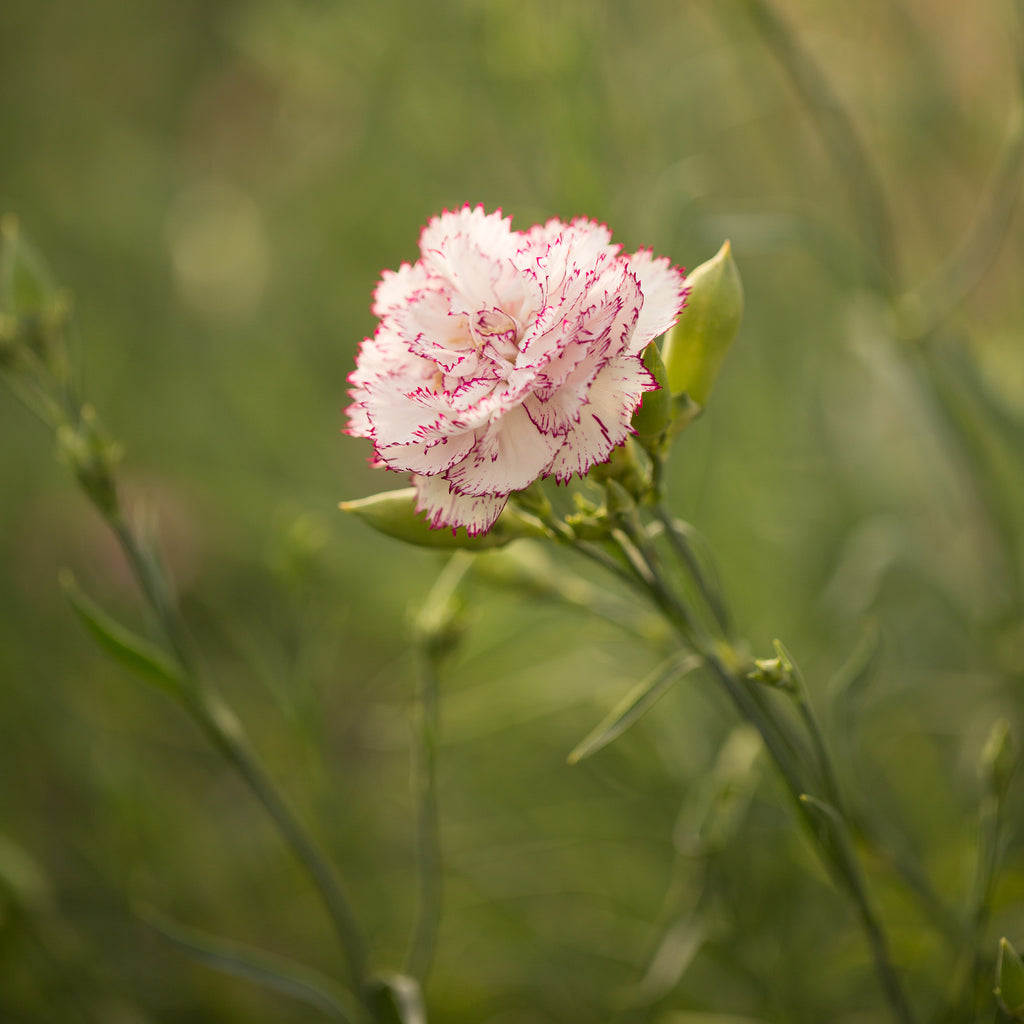 Carnation Chabaud Benigna – Floret Flower Farm