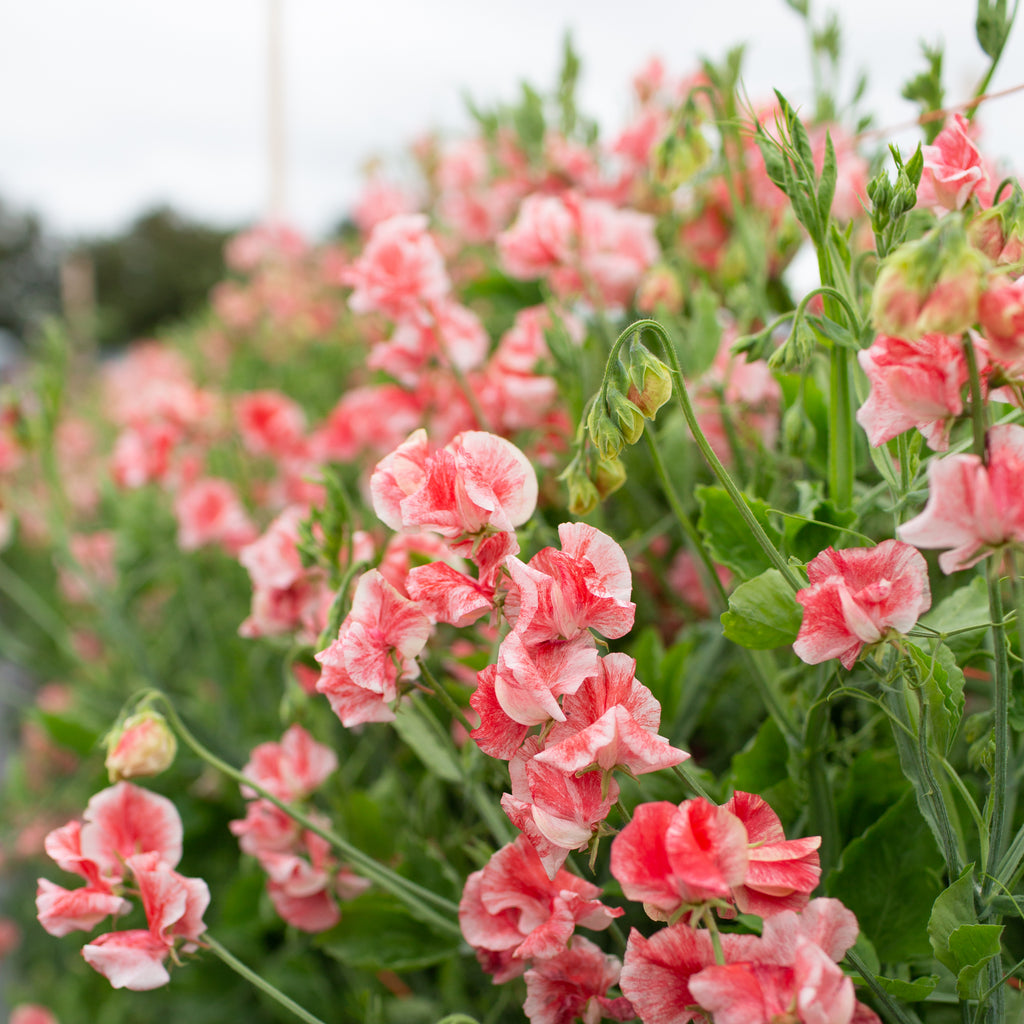 Sweet Pea Geoff Hughes – Floret Flower Farm