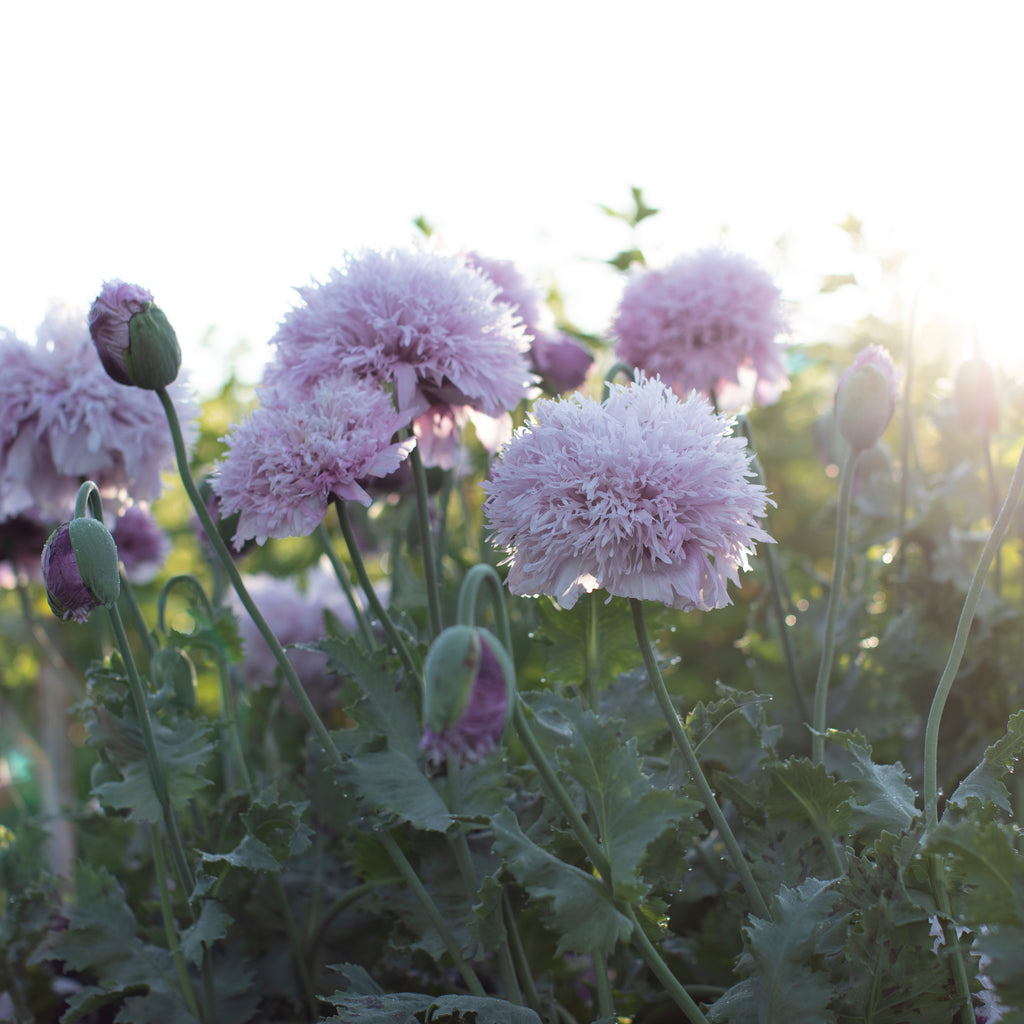 Breadseed Poppy Lilac Peony – Floret Farm