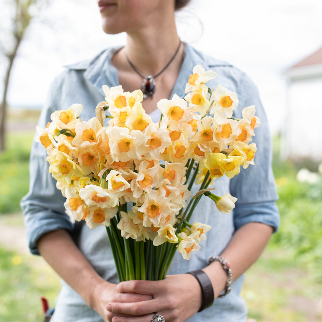 Twinkelen Zuivelproducten Christus Narcissus Yazz – Floret Flower Farm