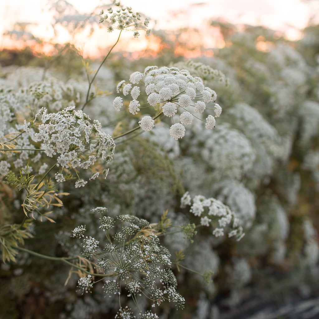 Brownsburg Florist - Flower Delivery by Queen Anne's Lace Flowers