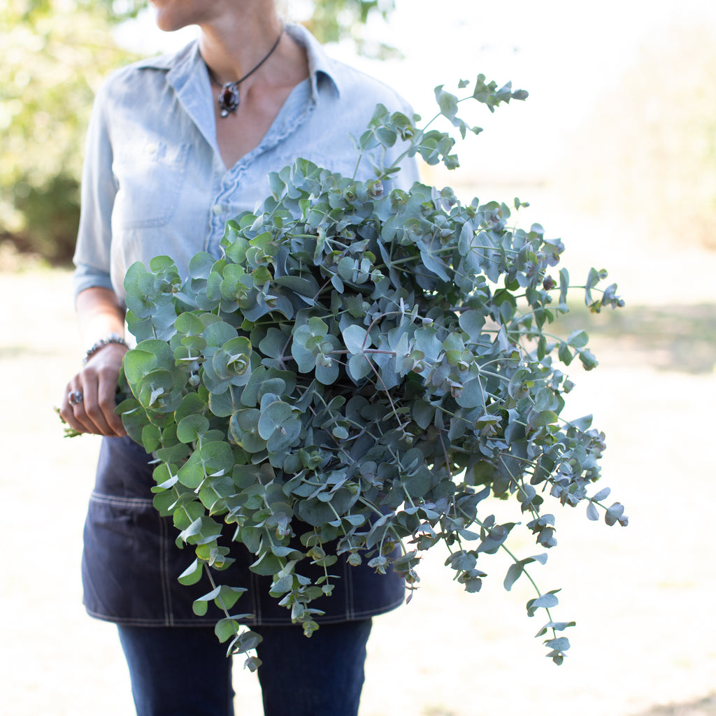 Eucalyptus Round-Leaved Mallee – Floret Flower Farm