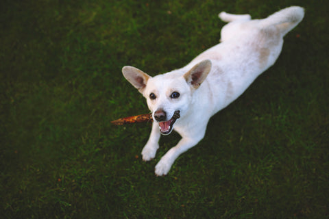 Dog eating bully stick