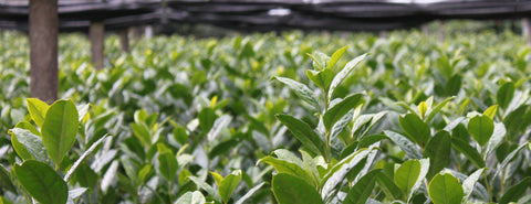 Hoshino tea field, one of the suppliers of O5 Tea