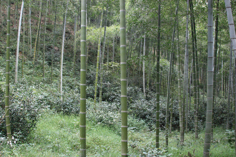 The bamboo forest near Lily's tea fields
