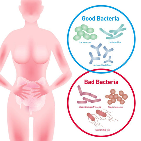 good bacteria and bad bacteria comparison