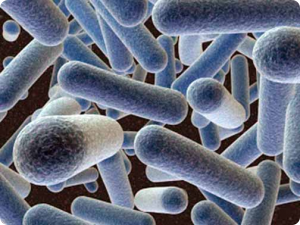 Lactobacillus bacteria