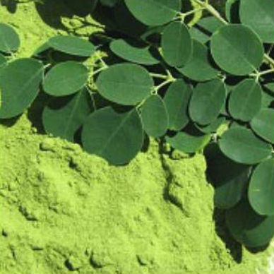 Moringa - a tropical tree in India