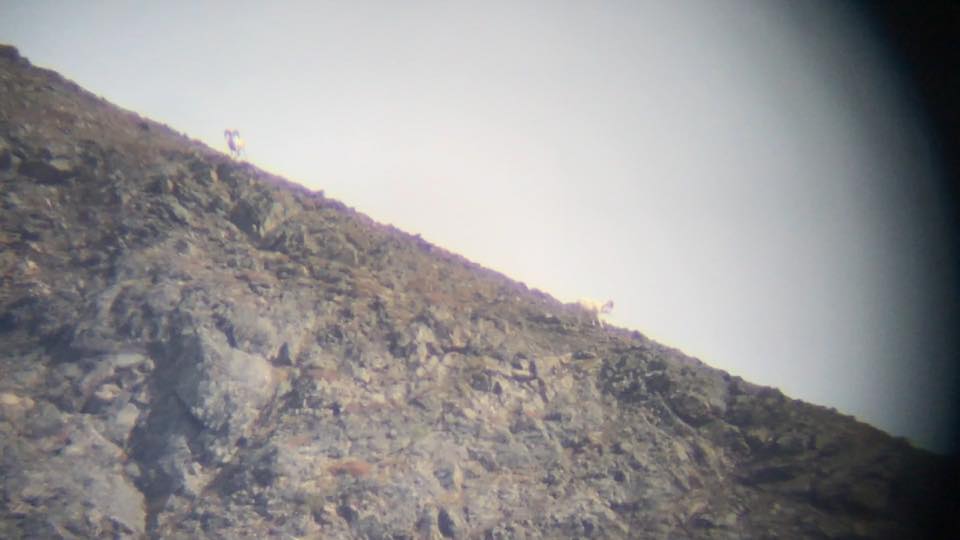 Stone Glacier Alaska Chugach Dall Sheep Hunt