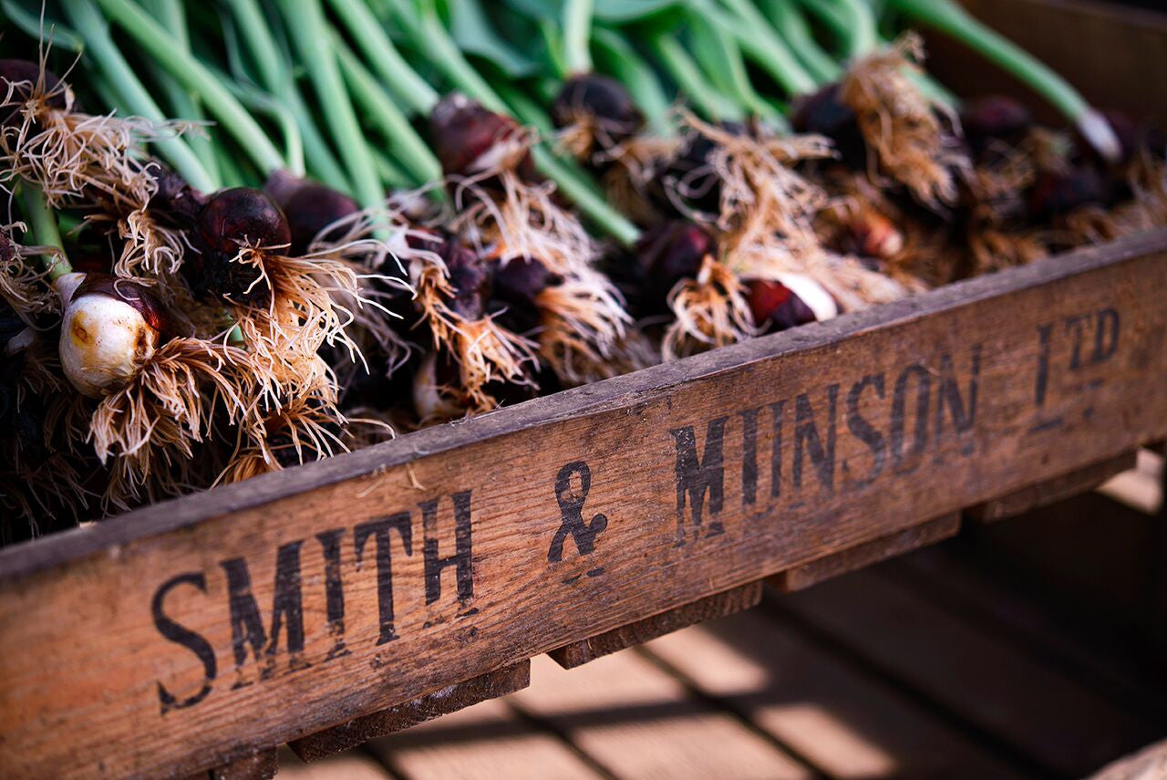 Smith & Munson Roots