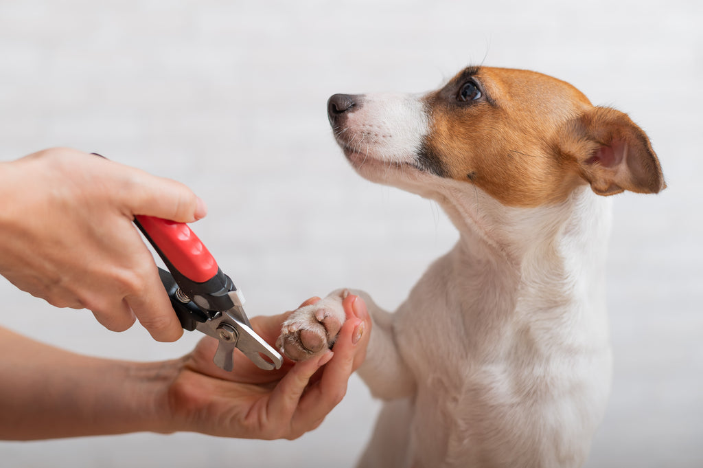 can long nails make my dog limp