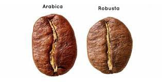 arabica and robusta coffee beans compared side by side