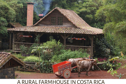 a rural farmhouse in costa rica with oxen pulling a cart