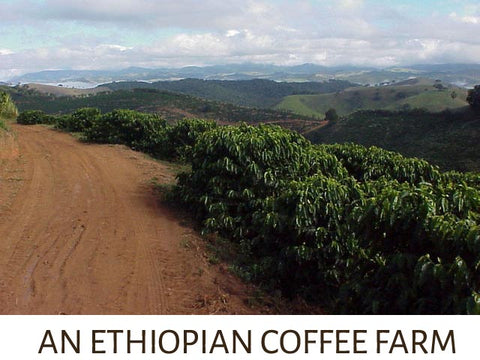 an african coffee plantation in the mountainside of ehtiopia, where coffee was first discovered