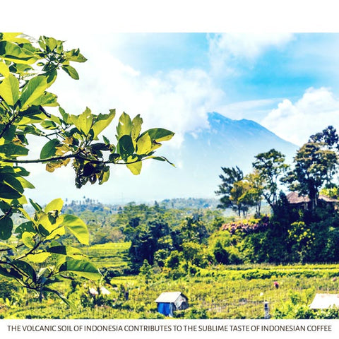 Bali Indonesia volcanic coffee plantation