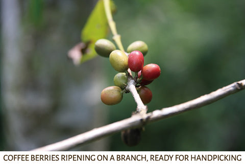 coffee berries ripening on a branch ready for harvesting by hand picking