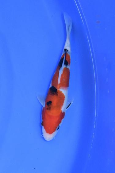 koi fish sale