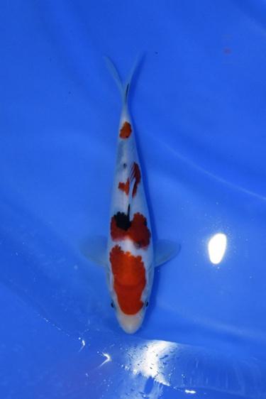 koi fish sale