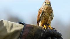 Falconry Day Northumberland