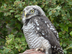 Suffolk Owl Sanctuary 