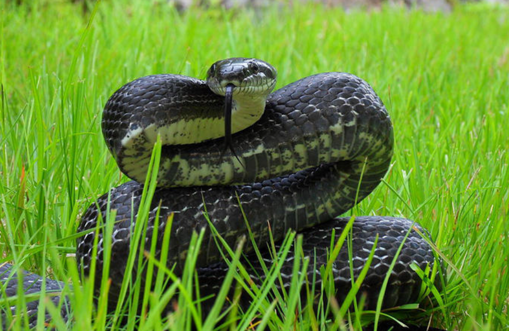 are rat snakes poisonous to dogs