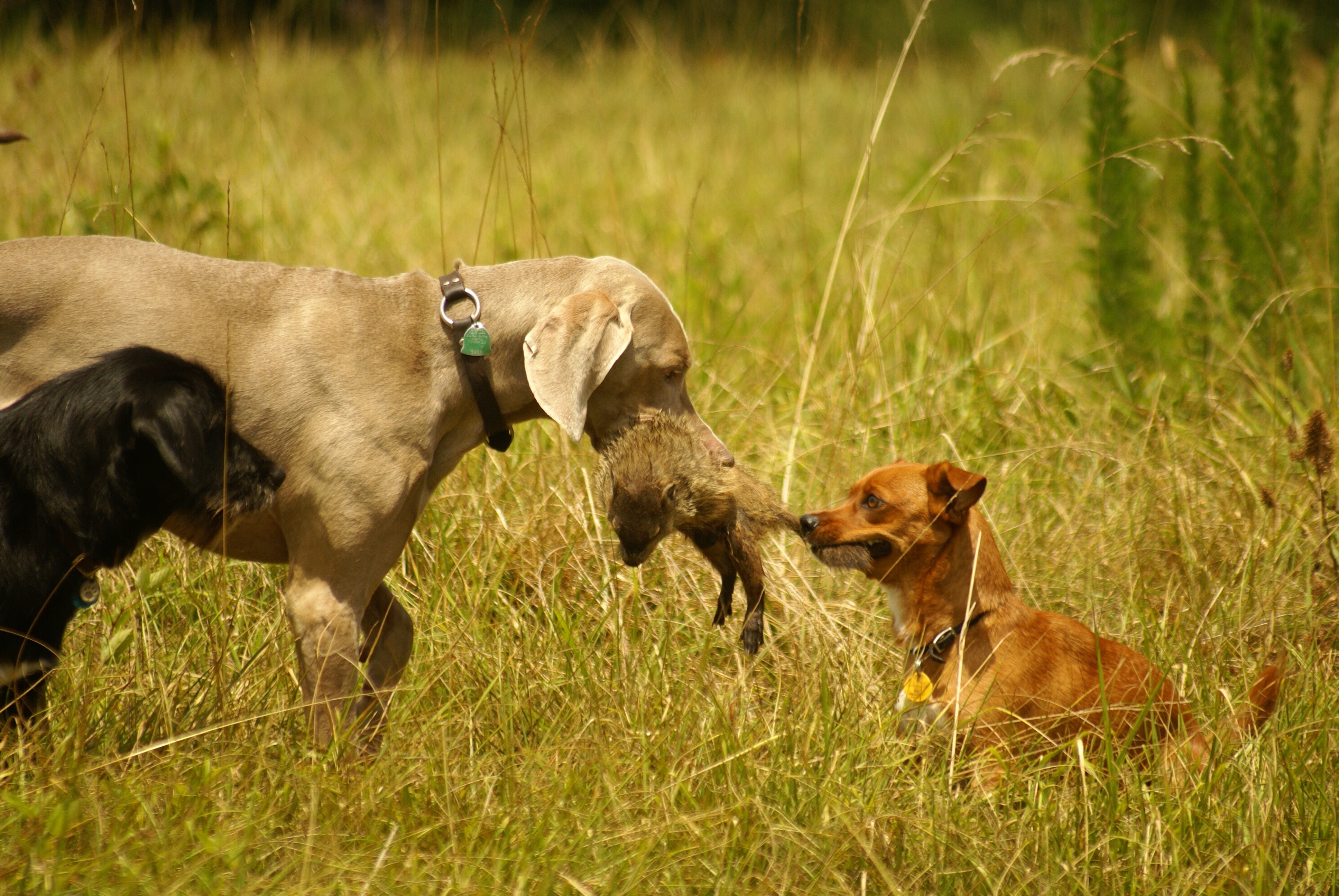 why-does-dogs-gets-skin-rash-on-under-legs-guide-to-cure