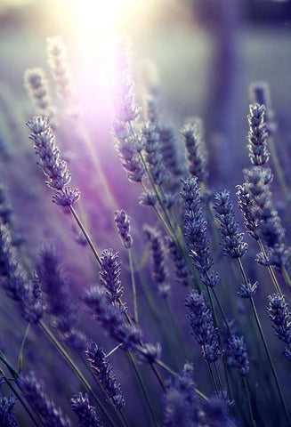 Lavender essential oil for bedlinen spray LOOM LIVING
