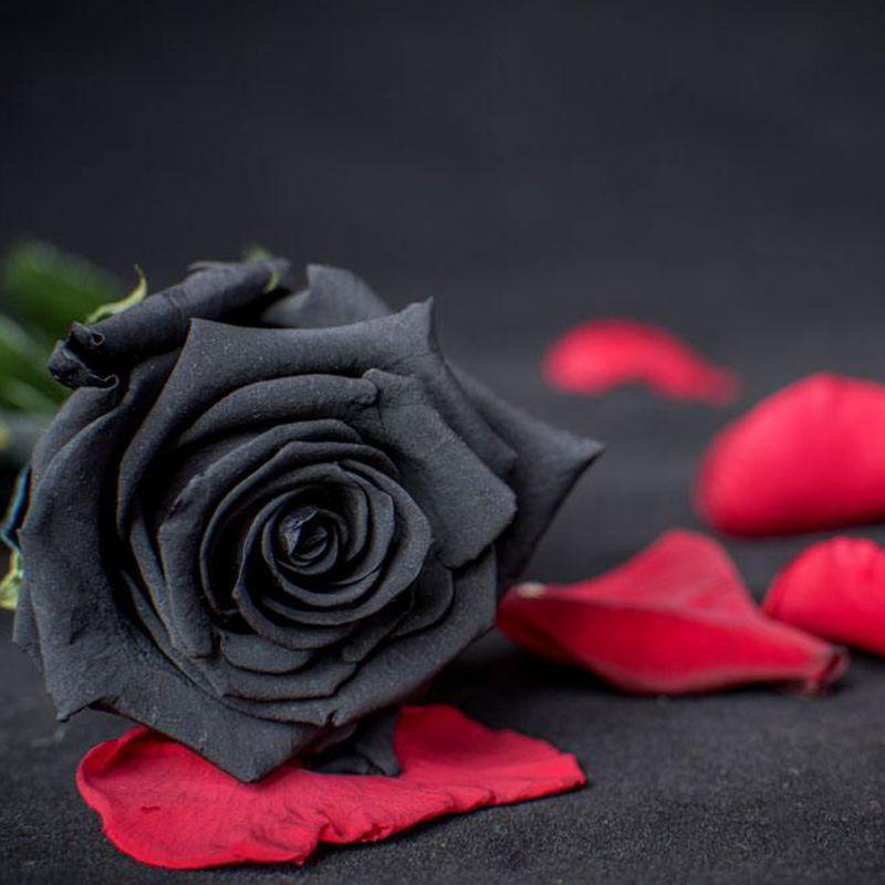 Image result for black rose