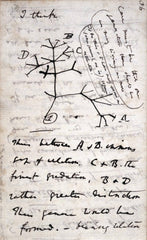 Charles Darwin phylogenetic tree