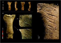 rodriguez hidalgo eagle talon phalange neanderthal bead