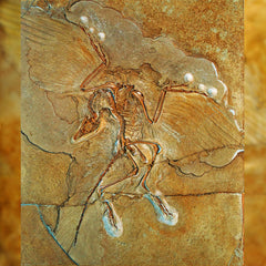 Berlin Archaeopteryx fossil