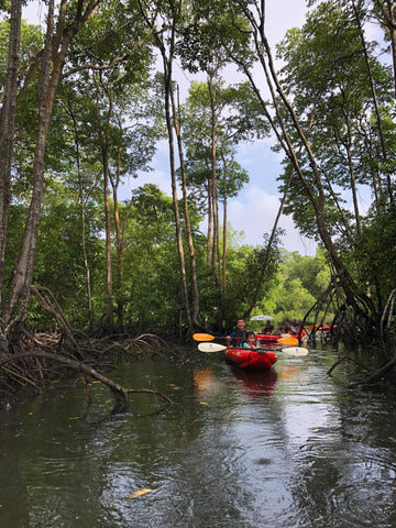 cruising along in the mangrove forest