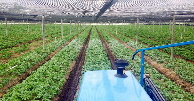 tractor ginseng field